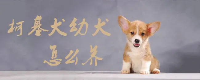 柯基犬幼犬怎么养 | 宠物病虫害防治