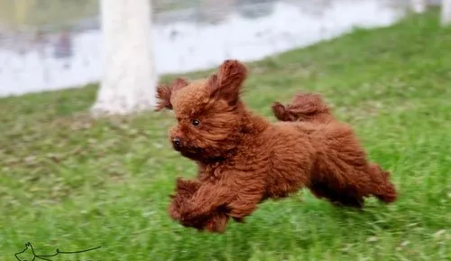 泰迪犬怎么挑选？选购健康泰迪犬的必备三要素 | 宠物狗选购技巧