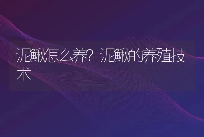 泥鳅怎么养？泥鳅的养殖技术 | 水产知识