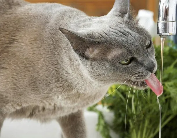 如何判断猫咪饮水量以及怎样让猫咪多喝水 | 宠物百科知识