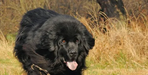 训练纽芬兰犬定点大小便的方法,新手必看! | 宠物狗训练技巧