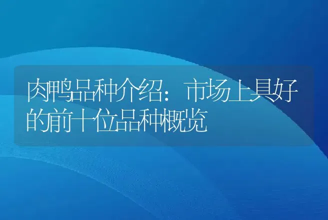 肉鸭品种介绍：市场上具好的前十位品种概览 | 动物养殖