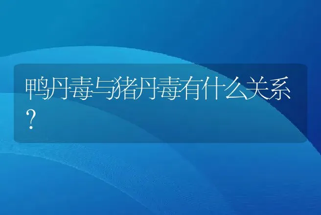 鸭丹毒与猪丹毒有什么关系？ | 家禽养殖