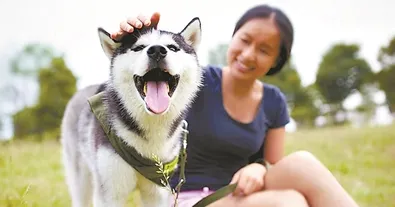 宠物医药昂贵 日本宠物保险市场持续增长 | 宠物行业洞察