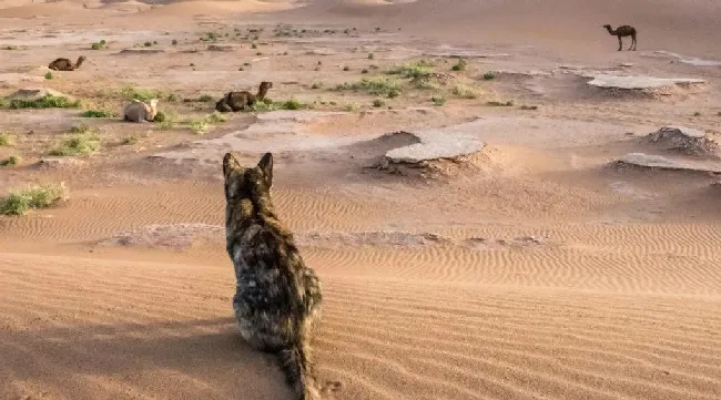 你家猫主子，每天的饮水量真的达标吗？ | 宠物猫病虫害防治