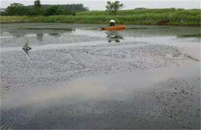 梅雨季节养殖塘该怎么管理 | 养殖技术大全