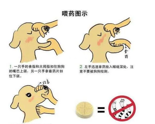 宠物驱虫应如何选择正确的驱虫产品 | 宠物新闻资讯