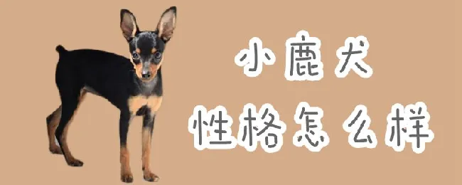 小鹿犬性格怎么样 | 养宠入门知识