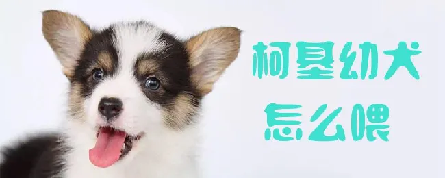 柯基幼犬怎么喂 | 宠物病虫害防治