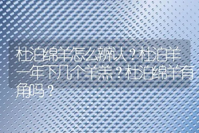 杜泊绵羊怎么辨认？杜泊羊一年下几个羊羔？杜泊绵羊有角吗？ | 养殖致富