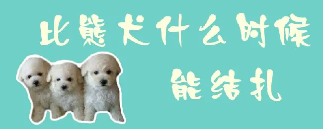 比熊犬什么时候能结扎 | 宠物病虫害防治