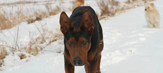 莱州红犬多少钱一只_莱州红犬外形特征 | 宠物狗选购技巧