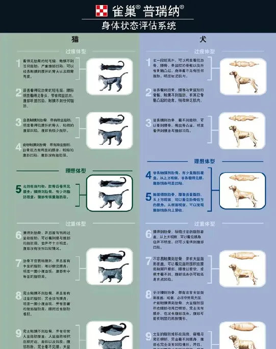 千亿宠物市场掘金，靠什么取胜？ | 宠物新闻资讯