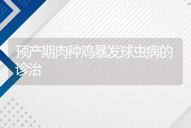 预产期肉种鸡暴发球虫病的诊治 | 动物养殖