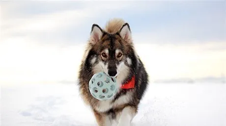 常见的雪橇犬有几种？不常见的雪橇犬有哪几种？ | 宠物狗饲养