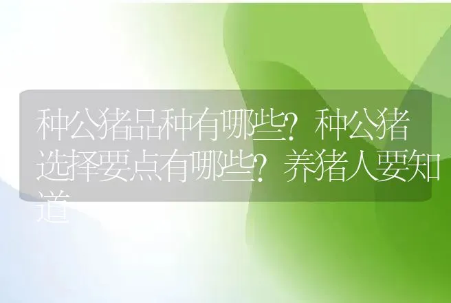 种公猪品种有哪些？种公猪选择要点有哪些？养猪人要知道 | 家畜养殖