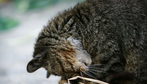 不要让你的猫咪四处捡食 | 宠物喂养知识