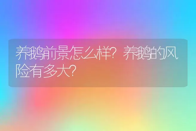 养鹅前景怎么样？养鹅的风险有多大？ | 家禽养殖