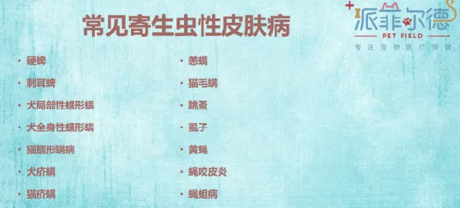 新电（店）商大会回顾 | 派菲尔德宠物医院院长牛光斌：宠物门店如何处理常见犬猫健康问题 | 宠物行业洞察