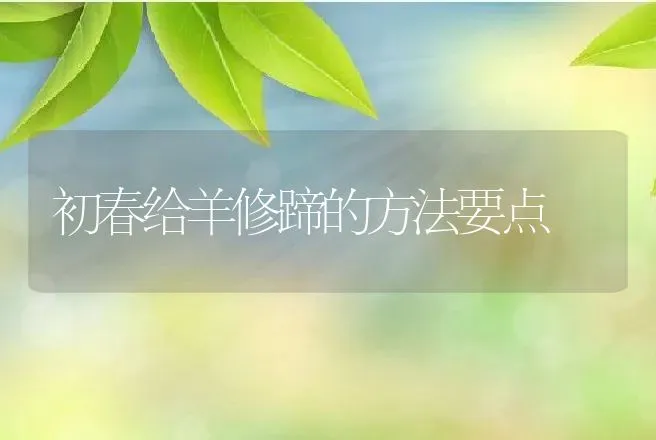 初春给羊修蹄的方法要点 | 动物养殖