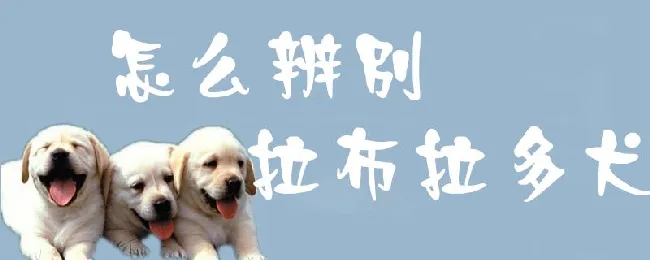 怎么辨别拉布拉多犬 | 养宠入门知识