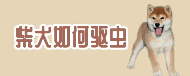 柴犬如何驱虫 | 宠物病虫害防治