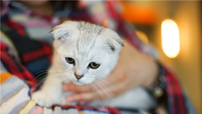 改善猫咪怕生 养成黏人习惯 | 宠物猫训练