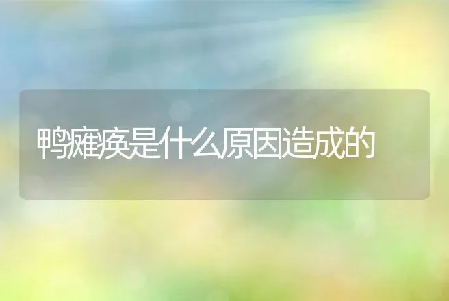 鸭瘫痪是什么原因造成的 | 家禽养殖