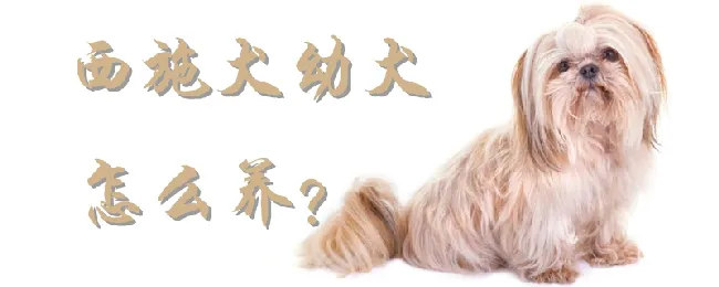 西施犬幼犬怎么养 | 宠物病虫害防治