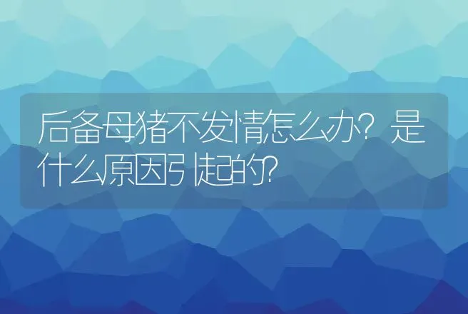 后备母猪不发情怎么办？是什么原因引起的？ | 兽医知识大全