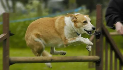 训狗达人彭发友的训犬经验分享 | 宠物狗训练技巧