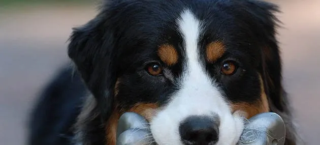 澳洲牧羊犬的外形特征 | 宠物牧羊犬饲养