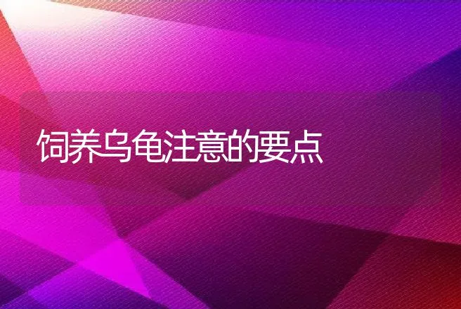 饲养乌龟注意的要点 | 动物养殖