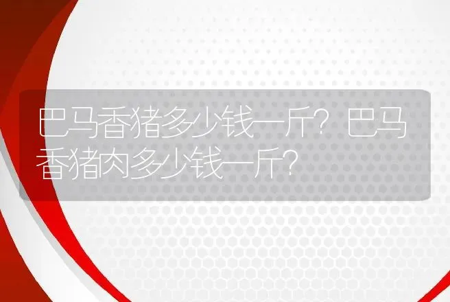 巴马香猪多少钱一斤？巴马香猪肉多少钱一斤？ | 养殖致富