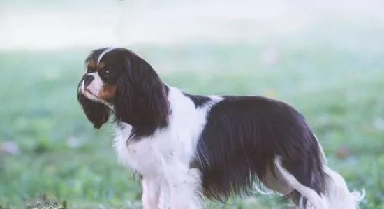 英国玩具猎鹬犬牙齿怎么护理 英国玩具猎鹬犬牙齿护理方法 | 宠物病虫害防治