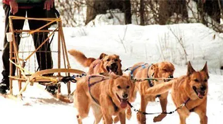 常见的雪橇犬有几种？不常见的雪橇犬有哪几种？ | 宠物狗饲养