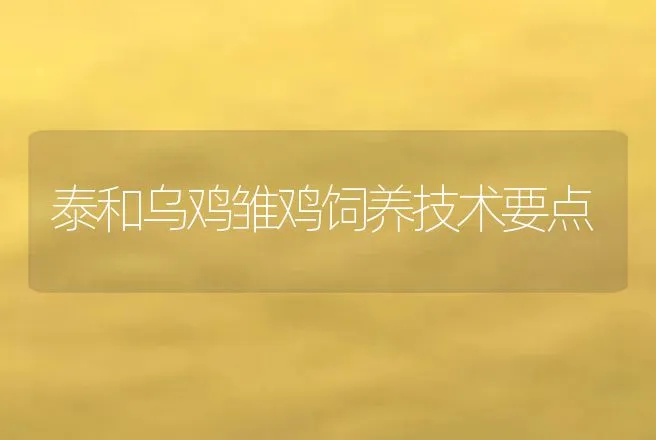 泰和乌鸡雏鸡饲养技术要点 | 动物养殖