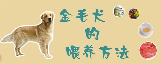 金毛犬的喂养方法 | 宠物病虫害防治