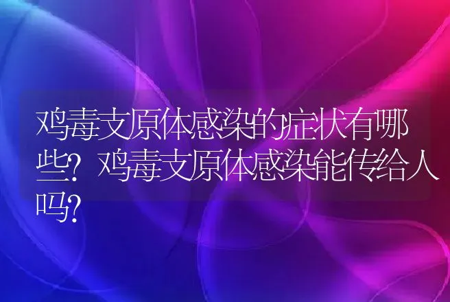 鸡毒支原体感染的症状有哪些?鸡毒支原体感染能传给人吗? | 兽医知识大全