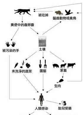 李小璐、伊能静、昆凌：不离不弃 孕期和宠物有个约定 | 宠物新闻资讯