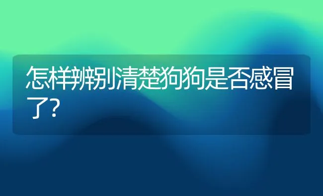 怎样辨别清楚狗狗是否感冒了？ | 宠物猫