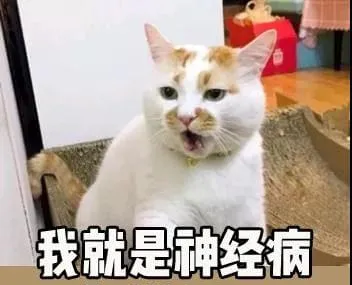 你家的猫为什么会打起来？ | 宠物猫饲养