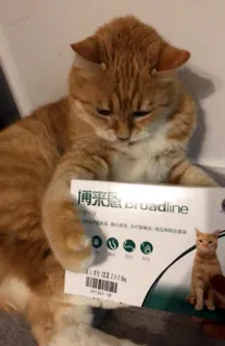 聊聊猫咪驱虫的那些事,铲屎官不要忽略了! | 宠物猫病虫害防治