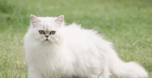 浅谈宠物猫咪护眼心得 | 宠物美容护理