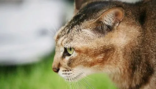 阿比西尼亚猫是什么 | 宠物百科知识