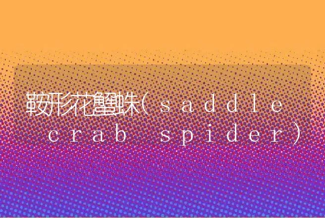 鞍形花蟹蛛(saddle crab spider) | 动物养殖