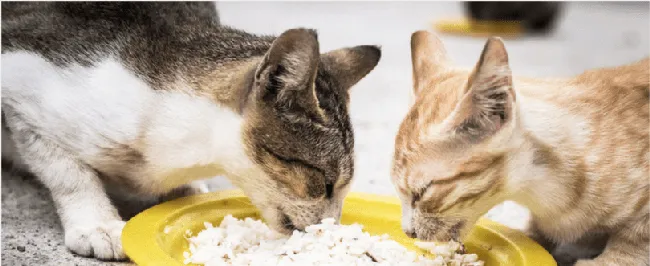 你家猫主子，每天的饮水量真的达标吗？ | 宠物猫病虫害防治