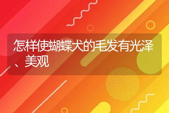 怎样使蝴蝶犬的毛发有光泽、美观 | 动物养殖