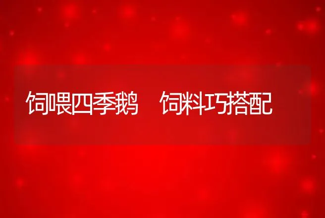 饲喂四季鹅 饲料巧搭配 | 家禽养殖