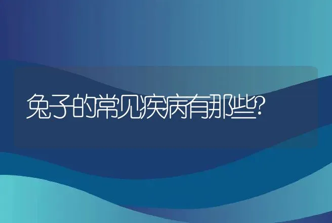 兔子的常见疾病有那些? | 兽医知识大全